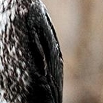 _MG_2330 Grand cormoran